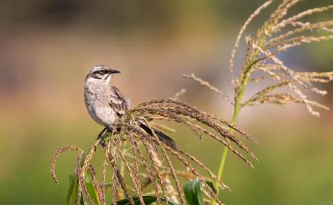 Long tailed mockingbird Stock Photos