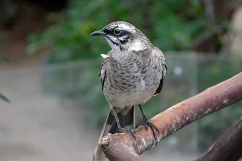 Long-tailed mockingbird Foto stock