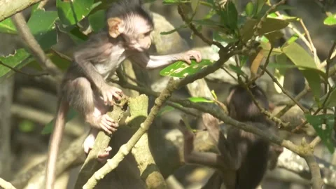 Long-tailed monkey babies eating and playing in mangrove Stock Footage 131377033