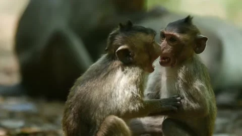 Long-tailed monkey babies playing and fighting Stock Footage 131376702