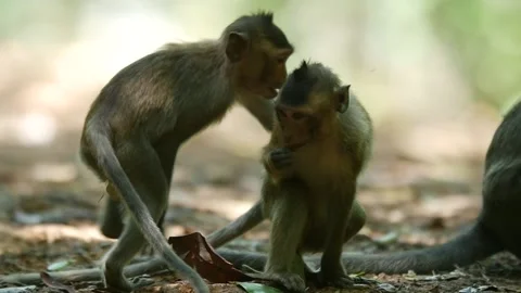 Long-tailed monkey babies playing and fighting Stock Footage 131376704