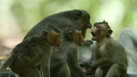 Long-tailed monkey  babies playing and fighting slow Video stock 131376742