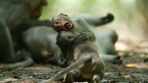 Long-tailed monkey babies playing in mangrove slow Stock Footage 131376864