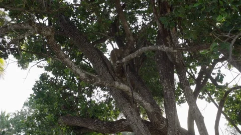 Long-tailed monkey climbs down tree, jumps across branches and balances 動画素材 120688172