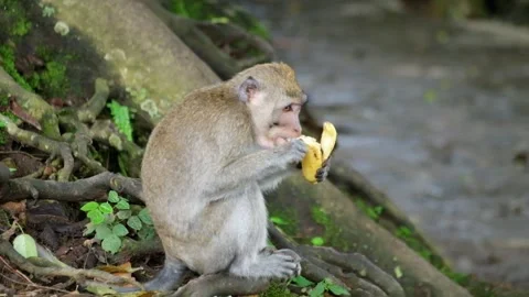 Long-tailed monkey eating banana in tropical forest Stock Footage 319967965