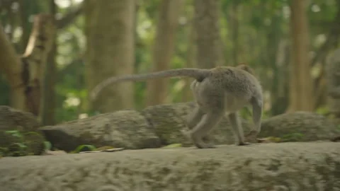 Long-Tailed Monkey Exploring Stone Path in Lush Ubud Sacred Monkey Forest Stock Footage 348191128
