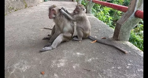 Long-tailed monkey Stock Footage 285926609