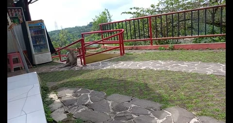 Long-tailed monkey Stock Footage 285926611