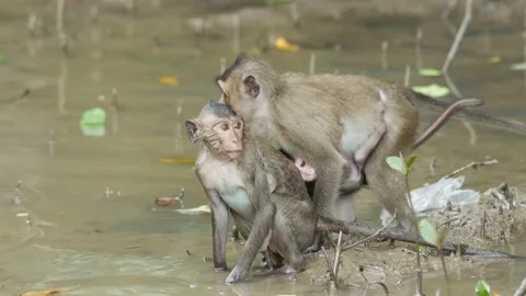 Long-tailed monkey mother and baby diving in mangrove Stock Footage 131376473