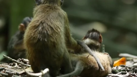 Long-tailed monkey mother and babies playing in mangrove Stock Footage 131376746