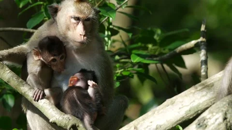 Long-tailed monkey mother and baby playing in mangrove Stock Footage 131376997
