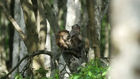 Long-tailed monkey mother and baby grooming in mangrove Stock Footage 131377001