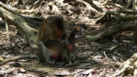 Long-tailed monkey mother keeping baby in mangrove Stock Footage 131378516