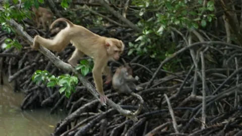 Long-tailed monkey moving in mangrove trees Stock Footage 131376406