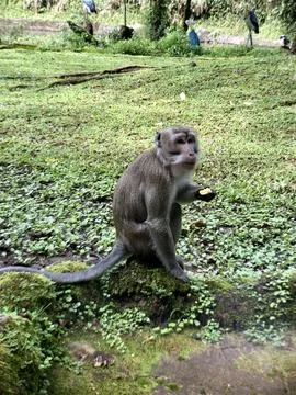 A long-tailed monkey or Crab eating macaque eating a banana Stock Photos