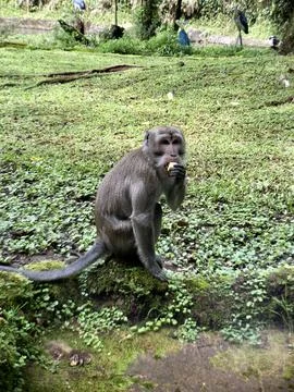 A long-tailed monkey or Crab eating macaque eating a banana Stock-Fotos