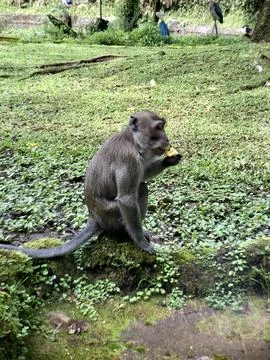 A long-tailed monkey or Crab eating macaque eating a banana Stock Photos