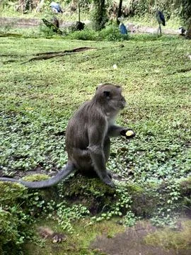 A long-tailed monkey or Crab eating macaque eating a banana Stock Photos