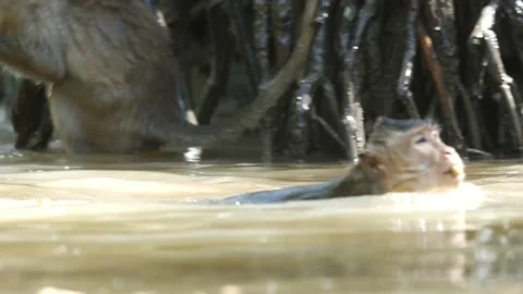 Long-tailed monkey swimming in river mangrove Video stock 131376653