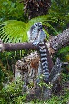 Long tailed monkey in tree Stock Photos