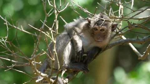 Long-tailed monkey youngsters playing in mangrove Stock Footage 131376616