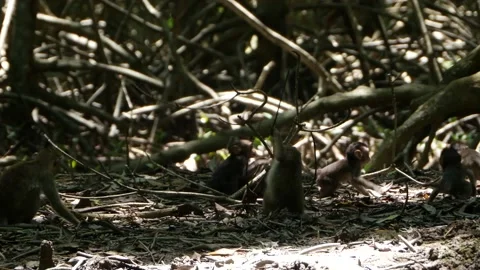 Long-tailed monkeys hopping and dancing in mangrove Stock Footage 131378535