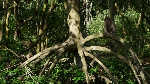 Long-tailed monkeys resting in mangrove Video stock 131376485