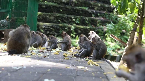 Long-Tailed monkeys at the Sacred Monkey Forest in Bali, Ubud, Indonesia Stock Footage 129437427