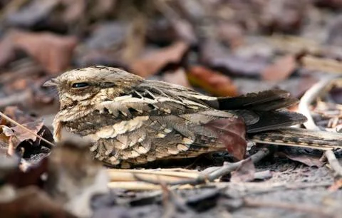 Long-tailed Nightjar, Caprimulgus climacurus Stock Photos