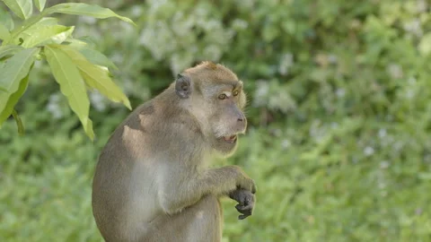 Long-tailed or Crab-eating Macaque (Macaca fascicularis) sitting Stockbeeldmateriaal 268421553
