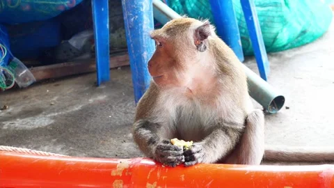 Long-tailed or Crab-eating macaque siting in human social environment Stock Footage 284909697