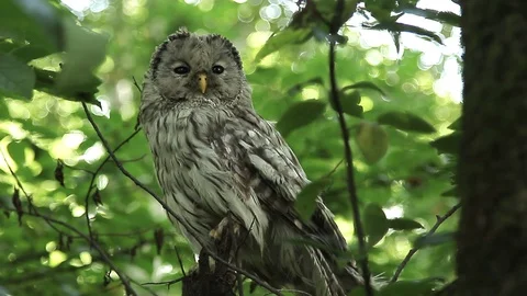 Long tailed owl Video stock 98793909