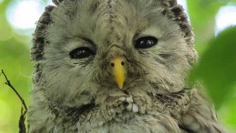 Long tailed owl Stock Footage 98793933