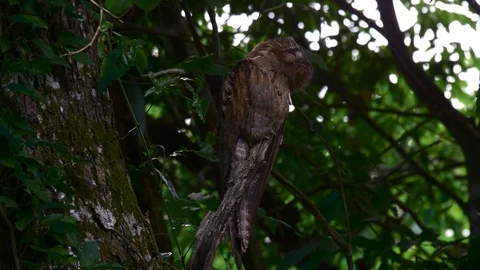 Long tailed potoo sitting on a tree an cleaning feathers Stock-Footage 94572502