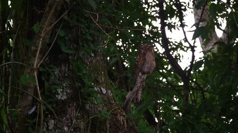 Long tailed potoo sitting on a tree 動画素材 94585703