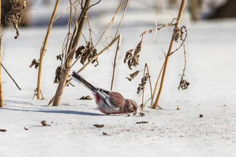 Long-tailed rosefinch eats seeds weed Foto stock