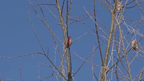 A Long-tailed Rosefinch Perched High In a Tree. Stock Footage 230021623