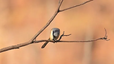Long-tailed Shrike Bird Perching on Branch with Insect Prey in Beak Stock Footage 330642387
