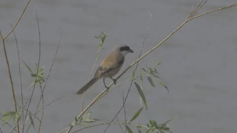Long-tailed shrike close-up perched on branch Vídeos de archivo 343589116