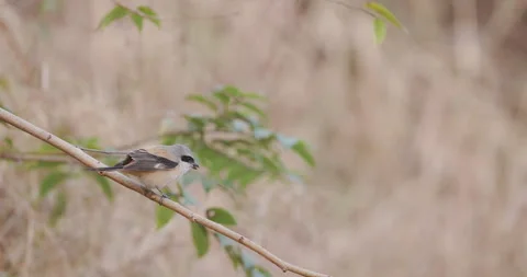 Long-tailed Shrike devouring prey insect on a jungle perch; detailed Video stock 329095858
