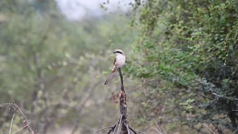 Long tailed shrike elegantly perched on a dry branch in Jawai national park Stock Footage 289845078