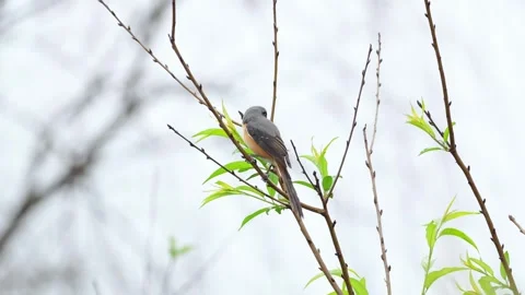 Long-tailed Shrike Perched on a Branch with Young Green Leaves Stock Footage 331765989