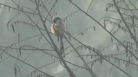 Long-Tailed Shrike Perched on a Dry Tree Branch Stock Footage 308440944