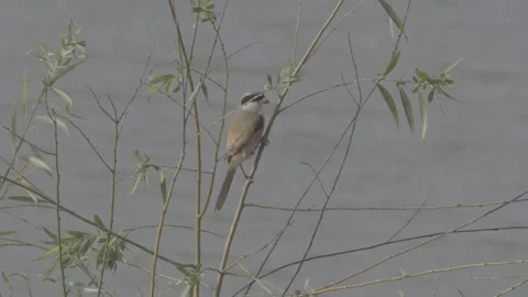 Long-tailed shrike perched on thin branch over water Stock-Footage 343589117