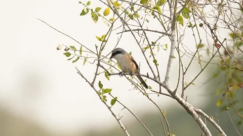 Long tailed shrike perched on tree branch in gujarat india 02 Stock Footage 337643286