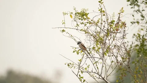 Long tailed shrike perched on tree branch in gujarat india 01 Stock Footage 337643296