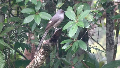 Long tailed Sibia, Malaysia Stockbeeldmateriaal 113218087