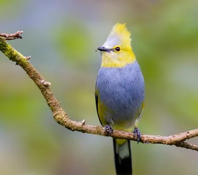 Long tailed silky flycatcher perched on a tree Stock Photos
