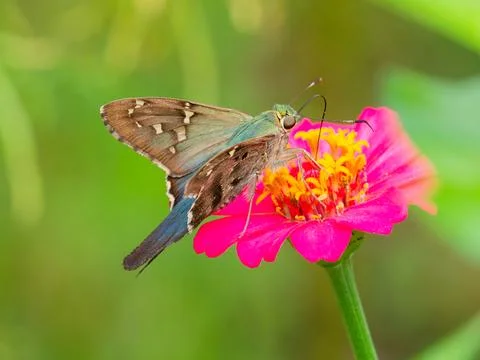 Long-tailed Skipper butterfly Fotos de archivo