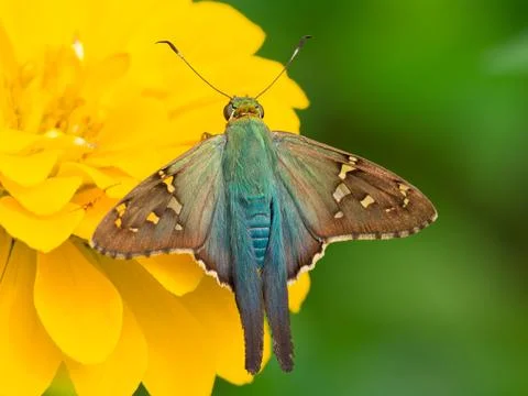 Long-tailed Skipper butterfly Fotos de archivo